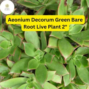 May include: Aeonium Decorun Green Bare Root Live Plant 2" - A close-up of a green succulent plant with red edges on the leaves.
