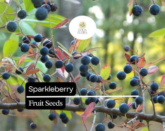 Sparkleberry Seeds 25+ | Vaccinium Arboreum | Farkleberry Huckleberry | Rare Native Berry Plant for Wildlife Gardens