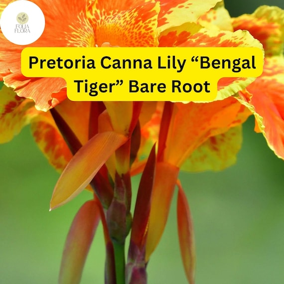 3 Bare Root Plants Pretoria Canna Lily “Bengal Tiger” Ready to Plant, Tropical Beauty