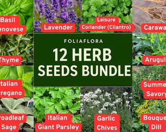 BUNDLE of 12 Herb Seeds – Basil, Dill, Lavender, Thyme and More for Kitchen & Garden