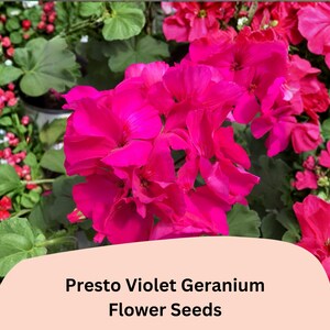 May include: Close-up of vibrant pink Presto Violet Geranium flowers in full bloom. The image showcases lush green foliage and small red flowers in the background. The text "Presto Violet Geranium Flower Seeds" is displayed on a peach-colored banner.