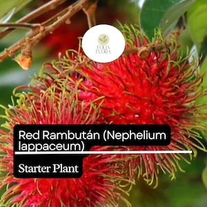Puede incluir: Primer plano de una fruta de rambut&aacute;n roja con pelos verdes. La fruta est&aacute; etiquetada como "Red Rambutan (Nephelium lappaceum) Starter Plant".