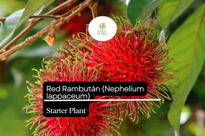 Puede incluir: Primer plano de una fruta de rambut&aacute;n roja con pelos verdes. La fruta est&aacute; etiquetada como "Red Rambutan (Nephelium lappaceum) Starter Plant".
