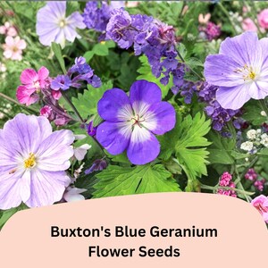 May include: A vibrant image of Buxton's Blue Geranium flower seeds. The image showcases a variety of colorful flowers, including shades of purple, pink, and white. The text "Buxton's Blue Geranium Flower Seeds" is displayed at the bottom.