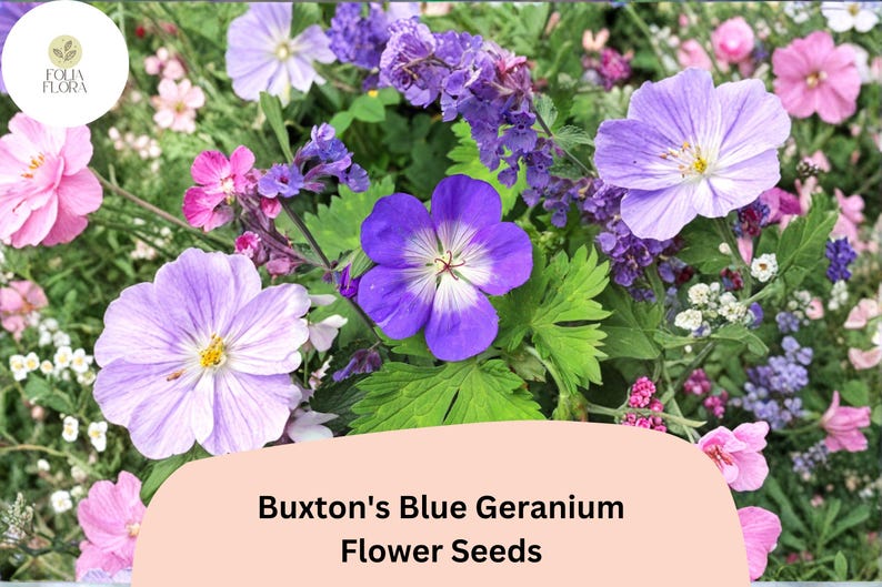 May include: A vibrant image of Buxton's Blue Geranium flower seeds. The image showcases a variety of colorful flowers, including shades of purple, pink, and white. The text "Buxton's Blue Geranium Flower Seeds" is displayed at the bottom.