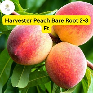 May include: Three ripe peaches on a tree branch. The peaches are red and yellow with a fuzzy texture. The text "Harvester Peach Bare Root 2-3 Ft" is displayed on a yellow banner.