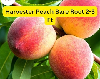 Harvester Peach Tree - 2-3 Ft Bare Root, Live Fruit Tree
