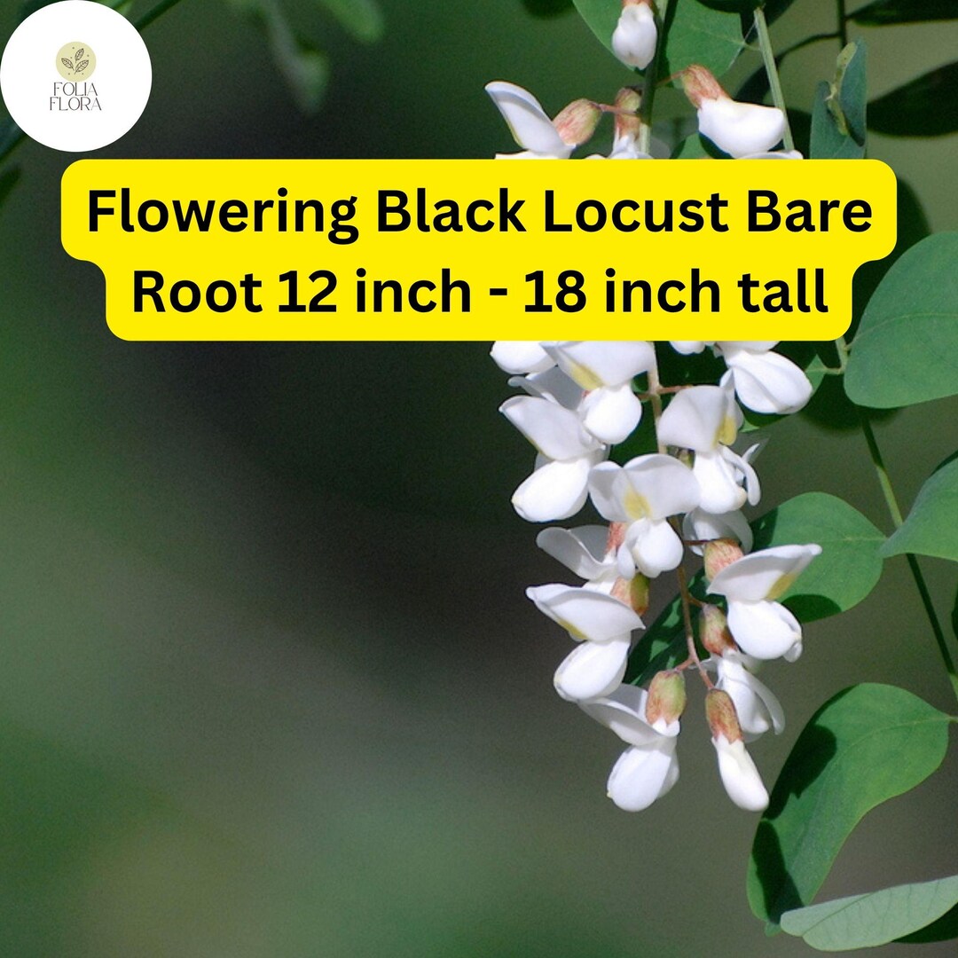 1 Flowering Black Locust Tree (robinia Pseudoacacia) Live Bare Root ...