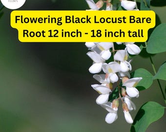 TreesAgain Black Locust Trees (Robinia Pseudoacacia) – Lot Of 3 Starter Plugs – Fast-Growing, Hardy Trees