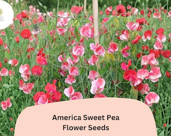 50+ America Sweet Pea Seeds for Garden Planting | Lathyrus odoratus | Red & White Bicolor Flowers