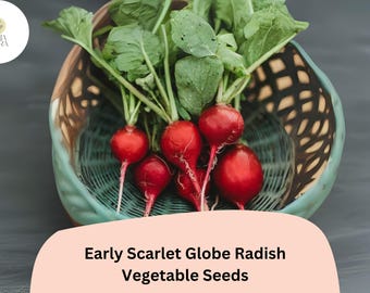 500+ Early Scarlet Globe Radish Seeds | Crisp, Mild Red Radishes for Garden Planting