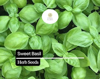 300 Seeds Sweet Basil – Ocimum basilicum, Classic Culinary Herb for Cooking & Gardening