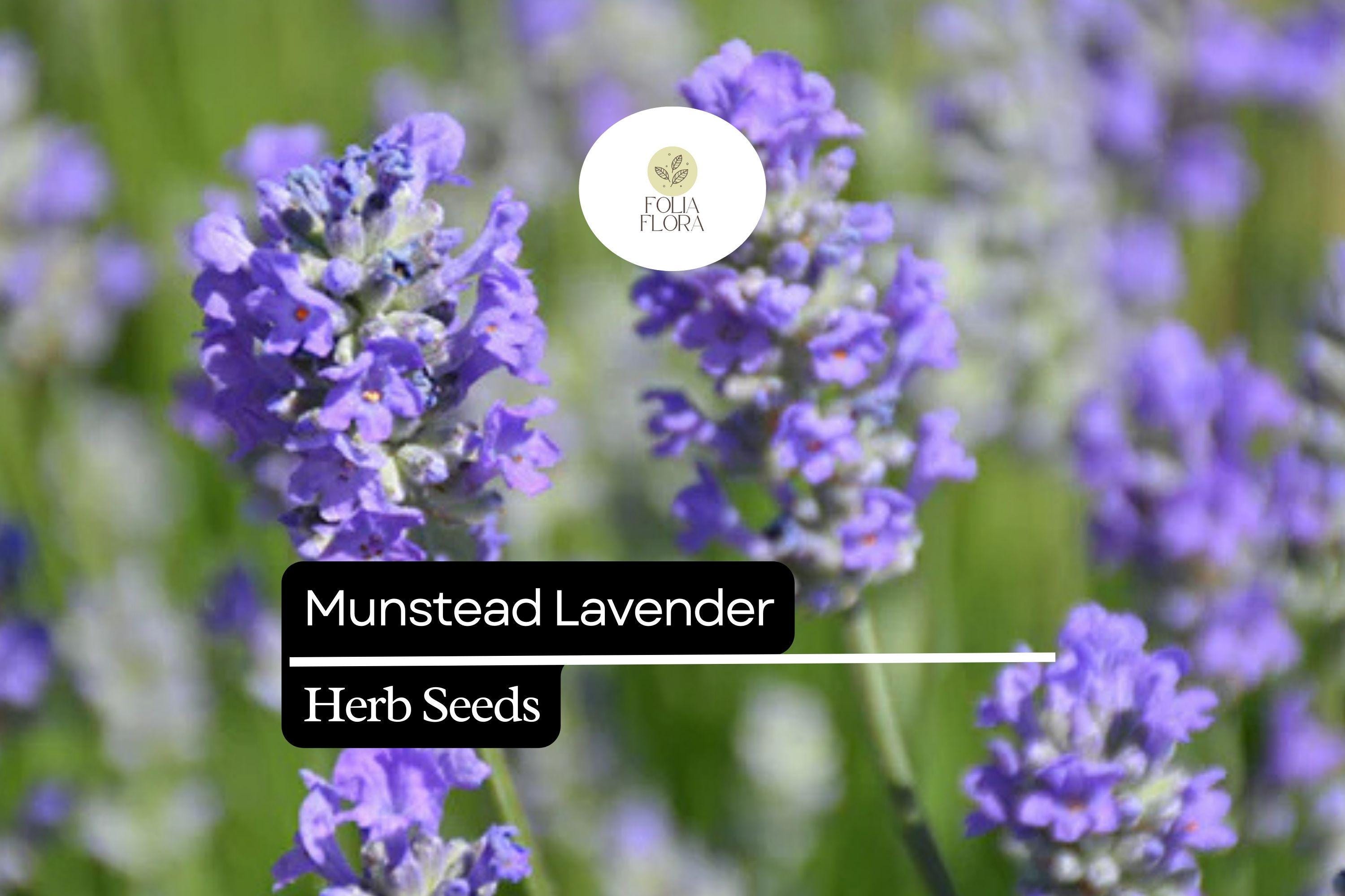 100 Seeds Munstead Lavender (lavandula Angustifolia) – Fragrant