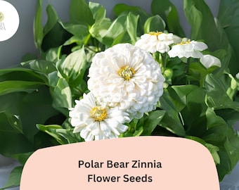 Polar Bear Zinnia Seeds – 100+ Pure White Annual Garden Flowers for Planting