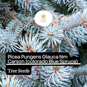 May include: Close-up of blue spruce tree needles. Picea Pungens Glauca Nm Carson (Colorado Blue Spruce) Tree Seeds.