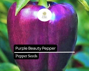 25 Purple Beauty Pepper Seeds – Sweet Bell Pepper, High Yield