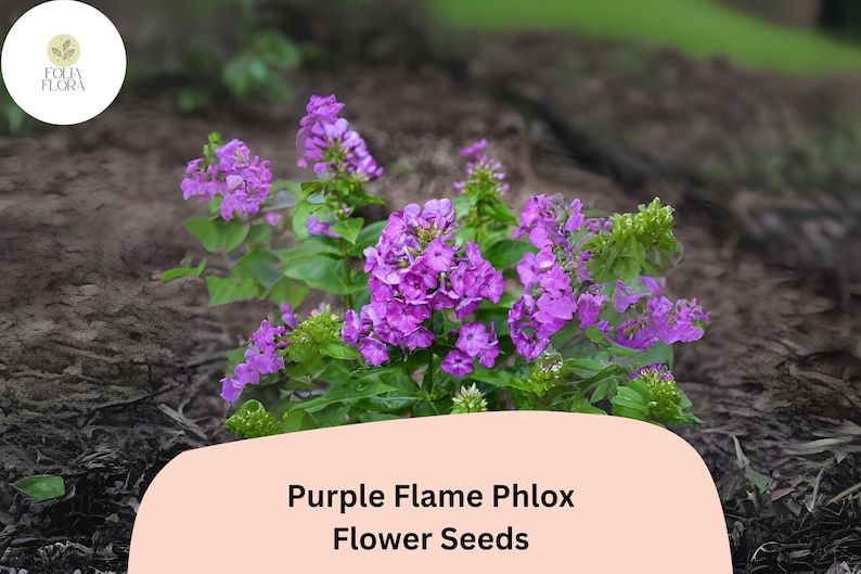 FoliaFlora Phlox Seeds - Thumbnail 4