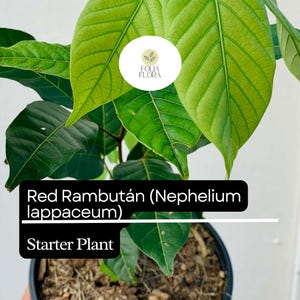 Puede incluir: Una planta de inicio de un &aacute;rbol de rambut&aacute;n rojo (Nephelium lappaceum) en una maceta marr&oacute;n con tierra. La planta tiene hojas verdes y est&aacute; lista para ser plantada en su jard&iacute;n.