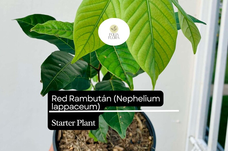 Puede incluir: Una planta de inicio de un &aacute;rbol de rambut&aacute;n rojo (Nephelium lappaceum) en una maceta marr&oacute;n con tierra. La planta tiene hojas verdes y est&aacute; lista para ser plantada en su jard&iacute;n.