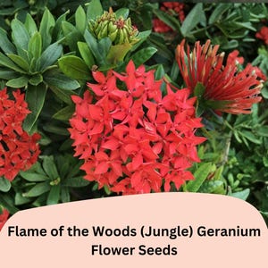 May include: A vibrant image showcasing clusters of bright red Flame of the Woods (Jungle) Geranium flowers. The flowers are surrounded by lush green foliage. The image also includes the text "Flame of the Woods (Jungle) Geranium Flower Seeds".