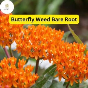 May include: Orange butterfly weed flowers in bloom. The flowers are clustered together in a dense mass, creating a vibrant display of color. The plant is a popular choice for attracting butterflies and other pollinators to the garden.