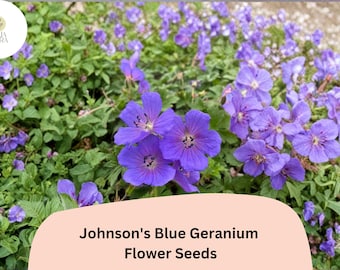 25+ Johnson's Blue Geranium Seeds for Garden Planting – Purple Flowers, Hardy Perennial