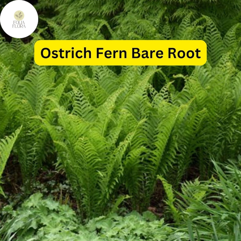 FoliaFlora Ostrich Fern - Thumbnail 4