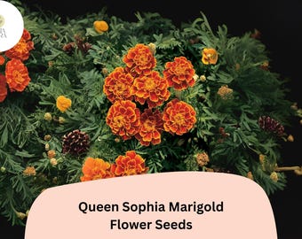 Queen Sophia Marigold Seeds | Orange-Red French Marigold