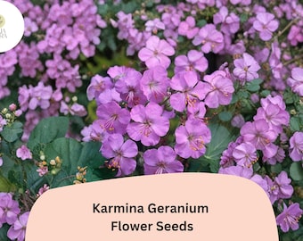 25+ Karmina Geranium Seeds for Garden Planting – Pink Flowers, Hardy Perennial