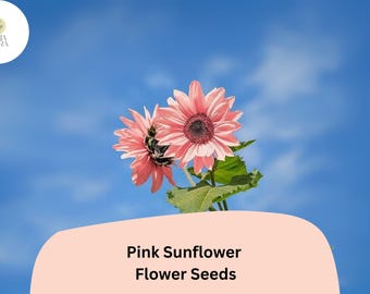 50 Non-GMO Pink Sunflower Seeds | Rare Rose Blooms