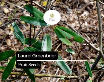 Laurel Greenbrier Seeds (Smilax laurifolia) | 5 Seeds | Hardy Vine for Wildlife & Natural Fencing