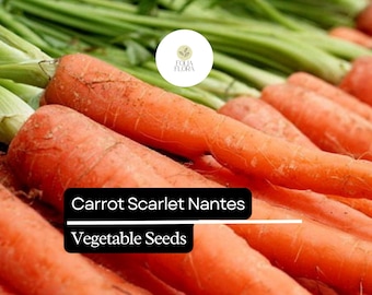 Nantes Carrot Seeds | 1000+ Heirloom Vegetable Garden Seeds