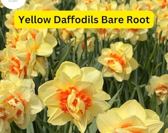 20 Live Perennial Bare Root Plants Yellow Daffodils, Narcissus Bulbs, Bright Spring Flowers
