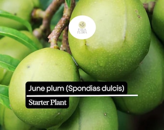 1 Starter Plant June Plum (Spondias dulcis) Tropical Fruit Tree 3’-4′ Tall