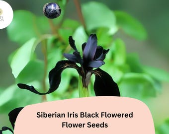 30pcs Siberian Iris Seeds – Velvety Black Blooms for Elegant Garden Beauty