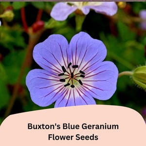 May include: A close-up of a vibrant blue Buxton's Blue Geranium flower with dark purple veins radiating from the center. The image also shows the text "Buxton's Blue Geranium Flower Seeds". The background is a mix of green foliage and other flowers.
