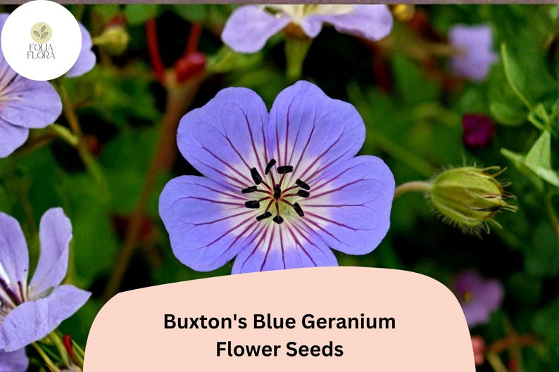 May include: A close-up of a vibrant blue Buxton's Blue Geranium flower with dark purple veins radiating from the center. The image also shows the text "Buxton's Blue Geranium Flower Seeds". The background is a mix of green foliage and other flowers.