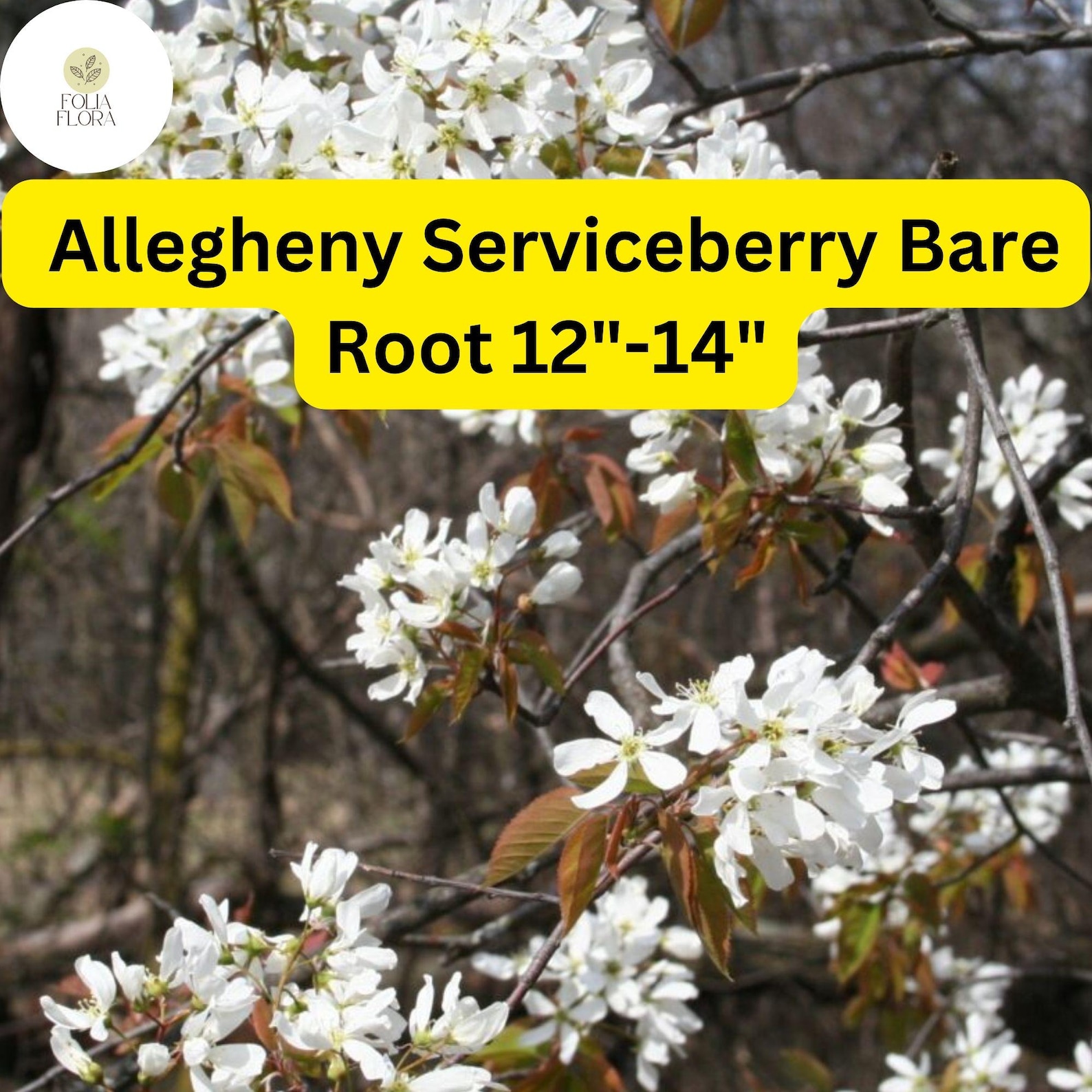 1 Allegheny Serviceberry Tree - Live Bare Root Plant 12"-14 ...