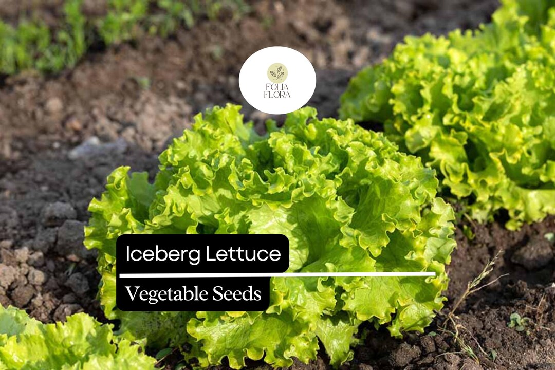 1000 Iceberg Lettuce Seeds – Crisp, Non-gmo Lactuca Sativa - Etsy