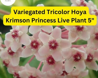 Hoya Carnosa Krimson Princess – Variegated Tricolor Wax Plant, Live Plant 5”