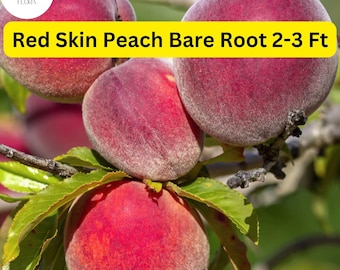 Red Skin Peach Tree: 2-3 Ft Tall, Ready to Plant