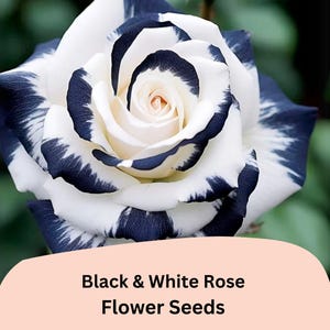 K&ouml;nnte beinhalten: Schwarze und wei&szlig;e Rosenbl&uuml;ten-Samen. Die Rose hat wei&szlig;e Bl&uuml;tenbl&auml;tter mit schwarzen Streifen.