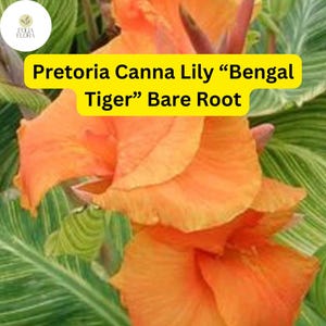 K&ouml;nnte beinhalten: Nahaufnahme einer orangefarbenen Canna-Lilie mit gr&uuml;nen Bl&auml;ttern. Die Blume hei&szlig;t "Pretoria Canna Lily "Bengal Tiger" Bare Root".