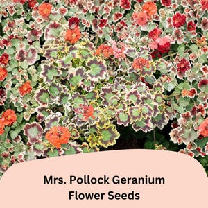 Variegated Geranium - Etsy