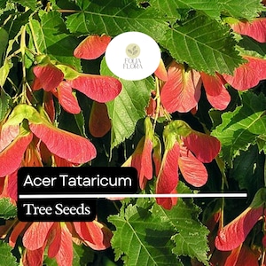 May include: Close-up of red maple tree seeds, also known as samaras, hanging from a branch. The seeds are in the shape of a winged fruit, with a single seed at the base of each wing. The seeds are surrounded by green leaves. The text "Acer Tataricum Tree Seeds" is visible at the bottom of the image.