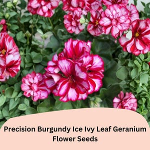 May include: Close-up of vibrant burgundy and white geranium flowers with green foliage. The flowers have a striped pattern. The image includes the text "Precision Burgundy Ice Ivy Leaf Geranium Flower Seeds".