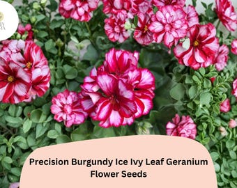 25+ Precision Burgundy Ice Ivy Leaf Geranium Seeds | Trailing Ivy Type | Burgundy-White Blooms for Hanging Baskets