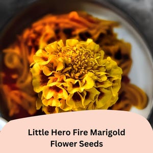 May include: A close-up of a vibrant yellow and maroon Little Hero Fire Marigold flower. The flower is in full bloom, with layered petals. The image includes the text "Little Hero Fire Marigold Flower Seeds" on a peach-colored background.