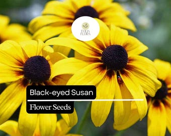 Black-Eyed Susan Seeds | Yellow Wildflower, Native Pollinator (25 Seeds)
