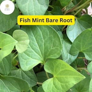 May include: Close-up of green leaves of a fish mint plant. The leaves are heart-shaped and have a textured surface. The text "Fish Mint Bare Root" is written in yellow on a white background.